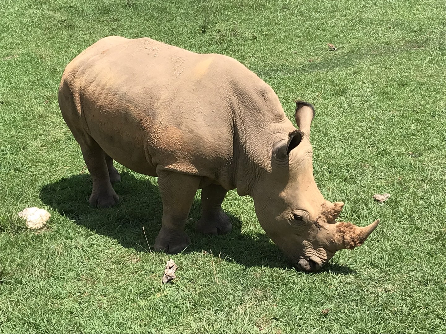 Southern White Rhinoceros "Mguu"