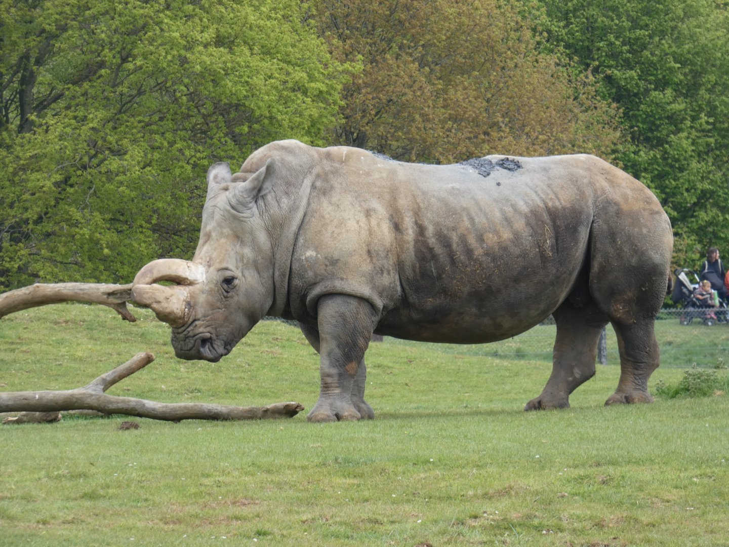 Southern white rhinoceros 'Mikumi'