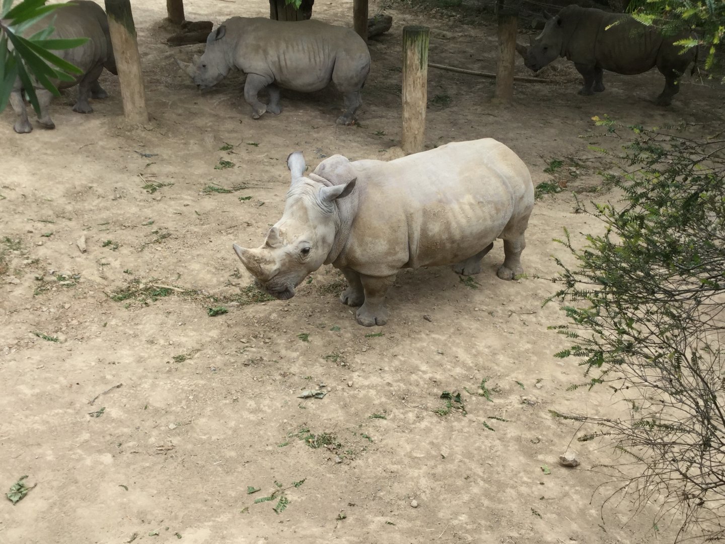 Southern White Rhinoceros (Moesha)