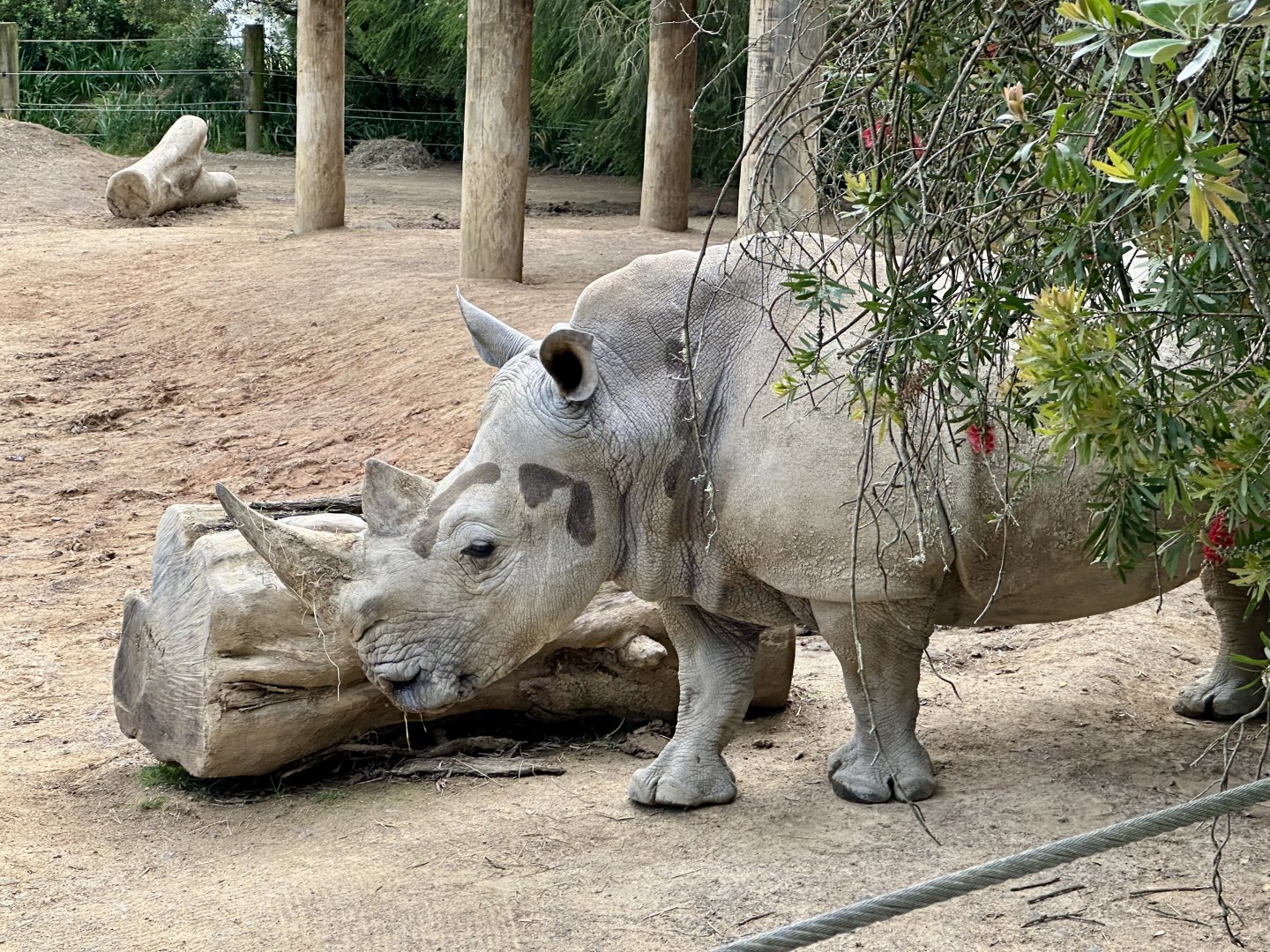 Southern white rhinoceros (Moesha)