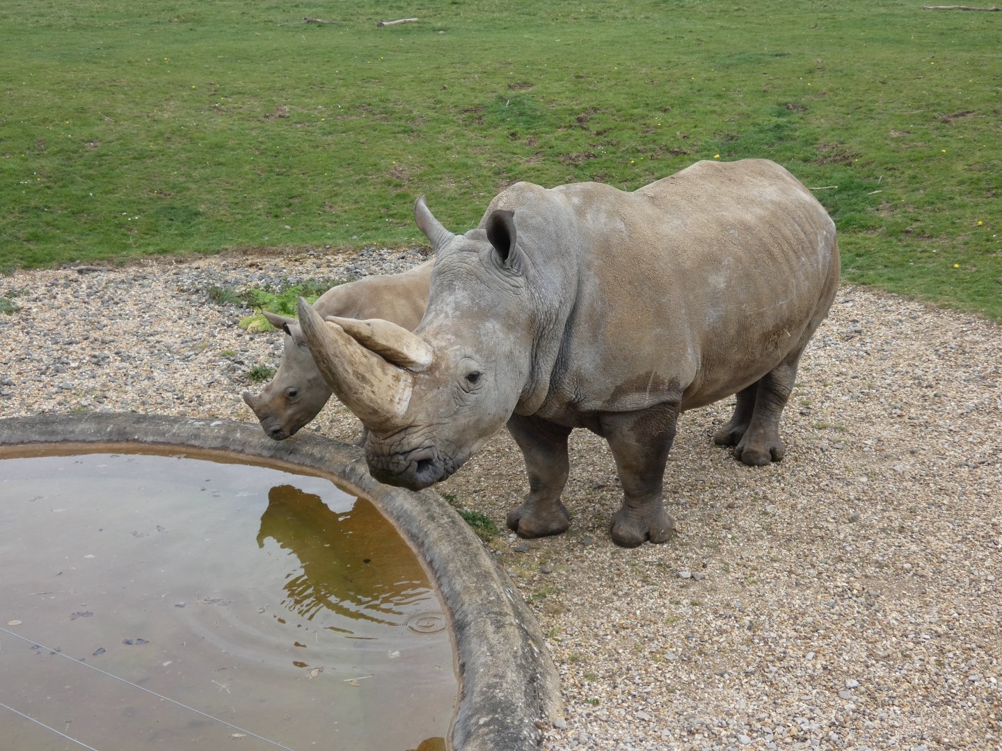 Southern white rhinoceros mother and daughter