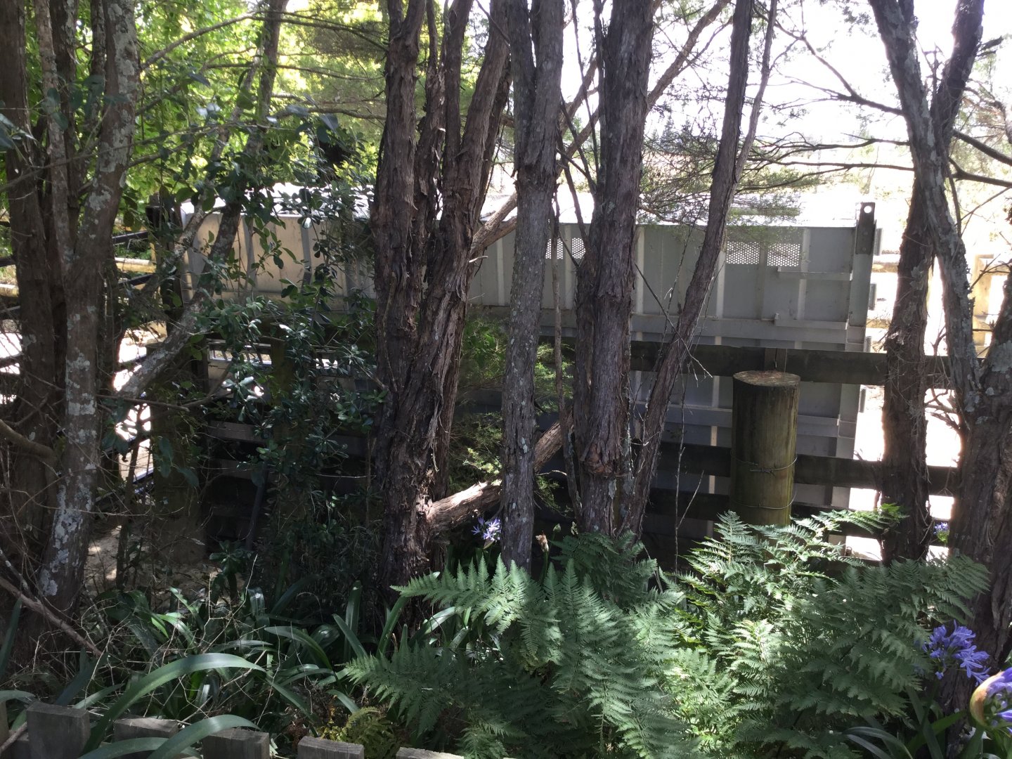 Southern White Rhinoceros (Moving Crate)