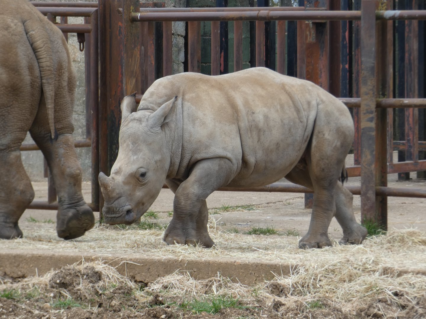 Southern white rhinoceros 'Nandi'