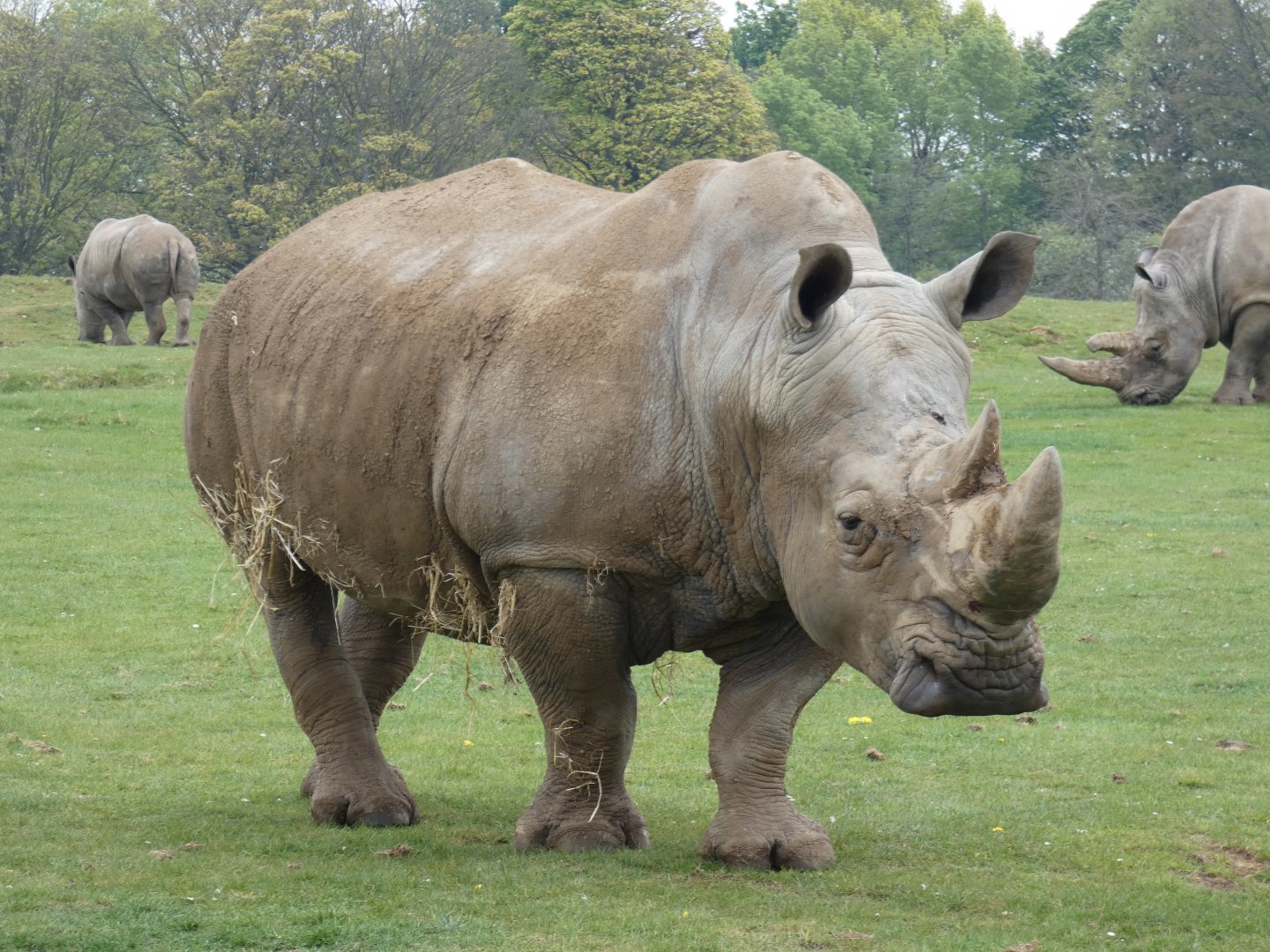 Southern white rhinoceros 'Nsiswa'