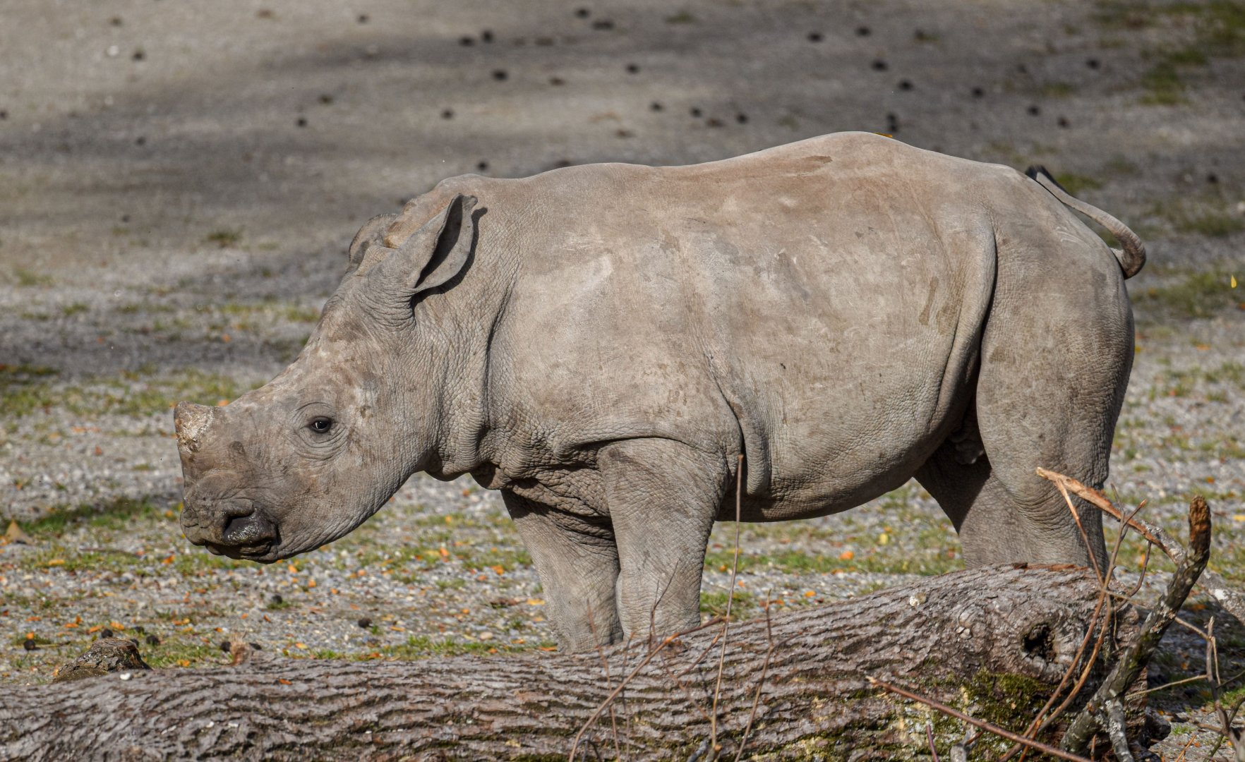 Southern white rhinoceros (October 2020)