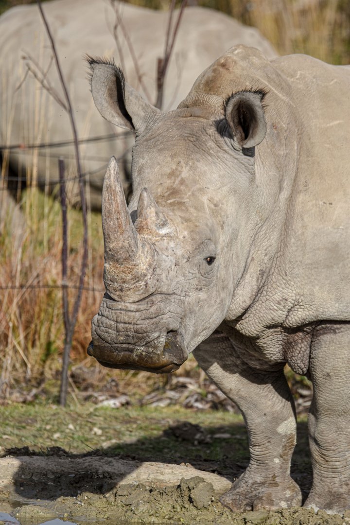 Southern white rhinoceros (October 2020)