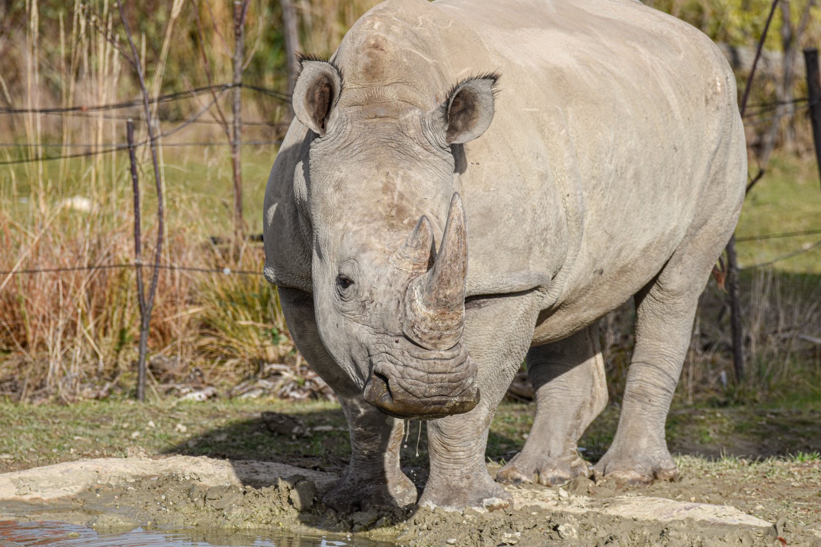 Southern white rhinoceros (October 2020)