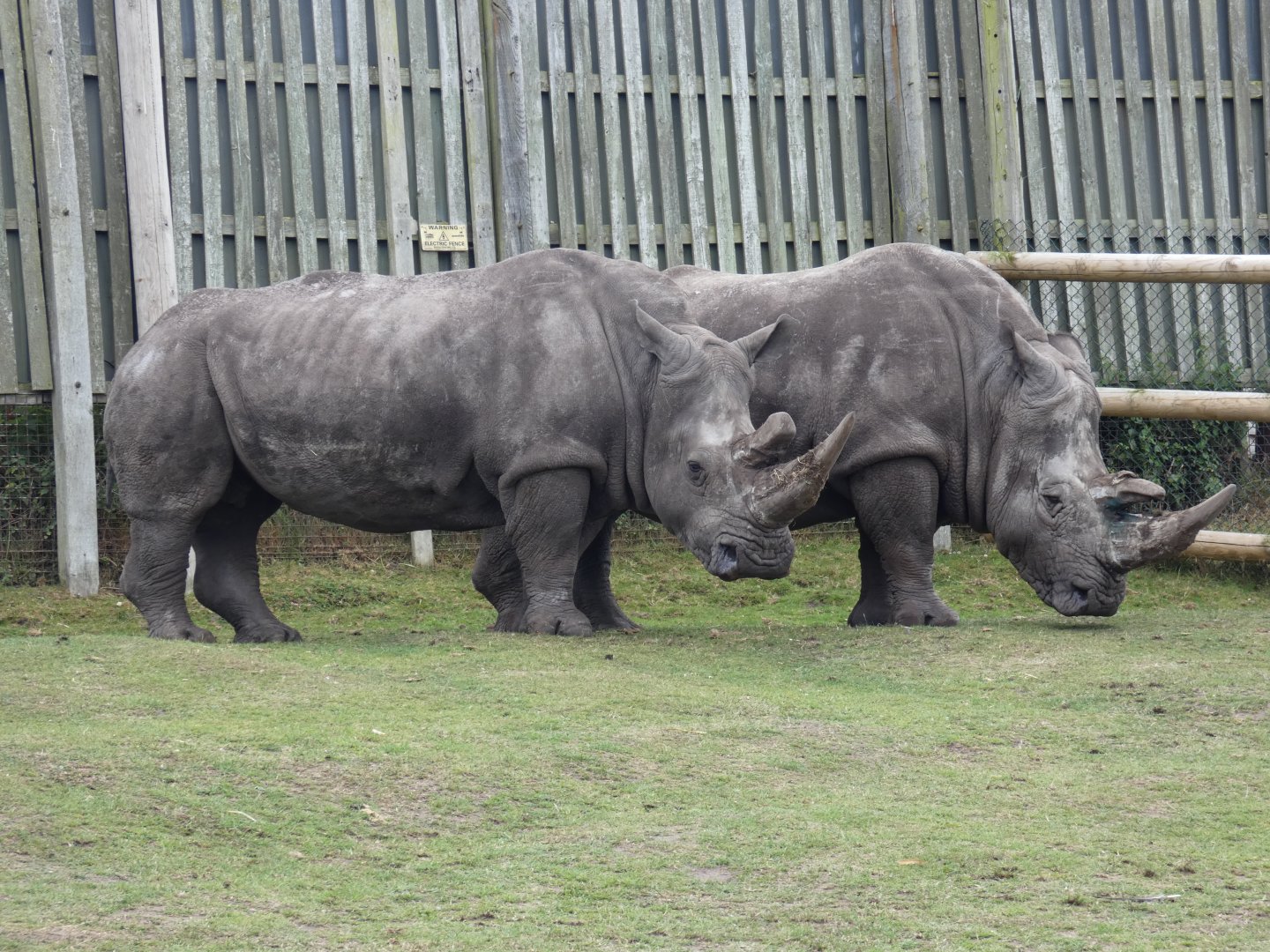 Southern white rhinoceros older cows