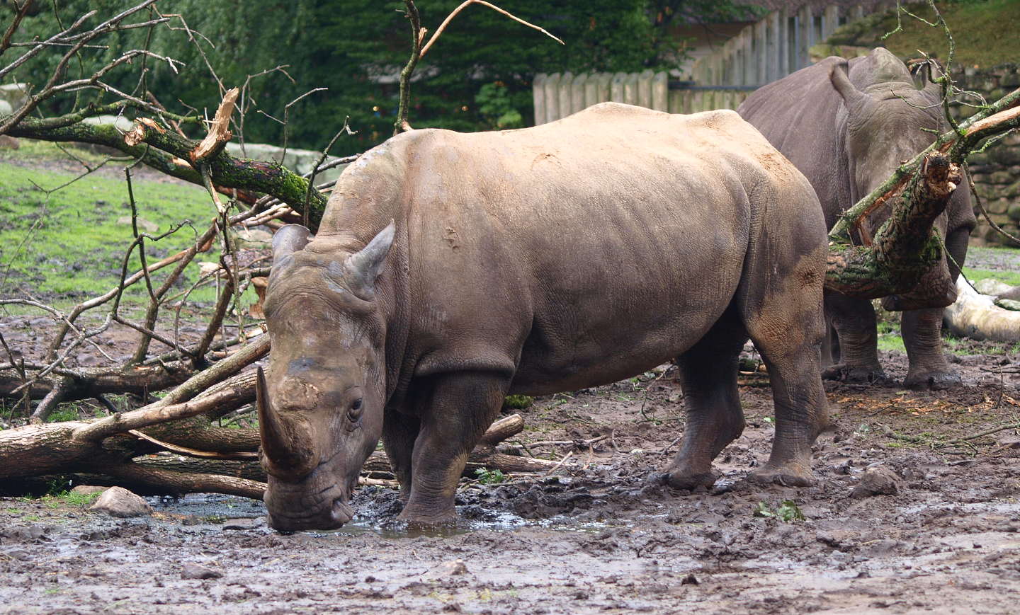 Southern white rhinoceros or Southern square-lipped rhinoceros (Ceratotherium simum simum), 2015-07-19