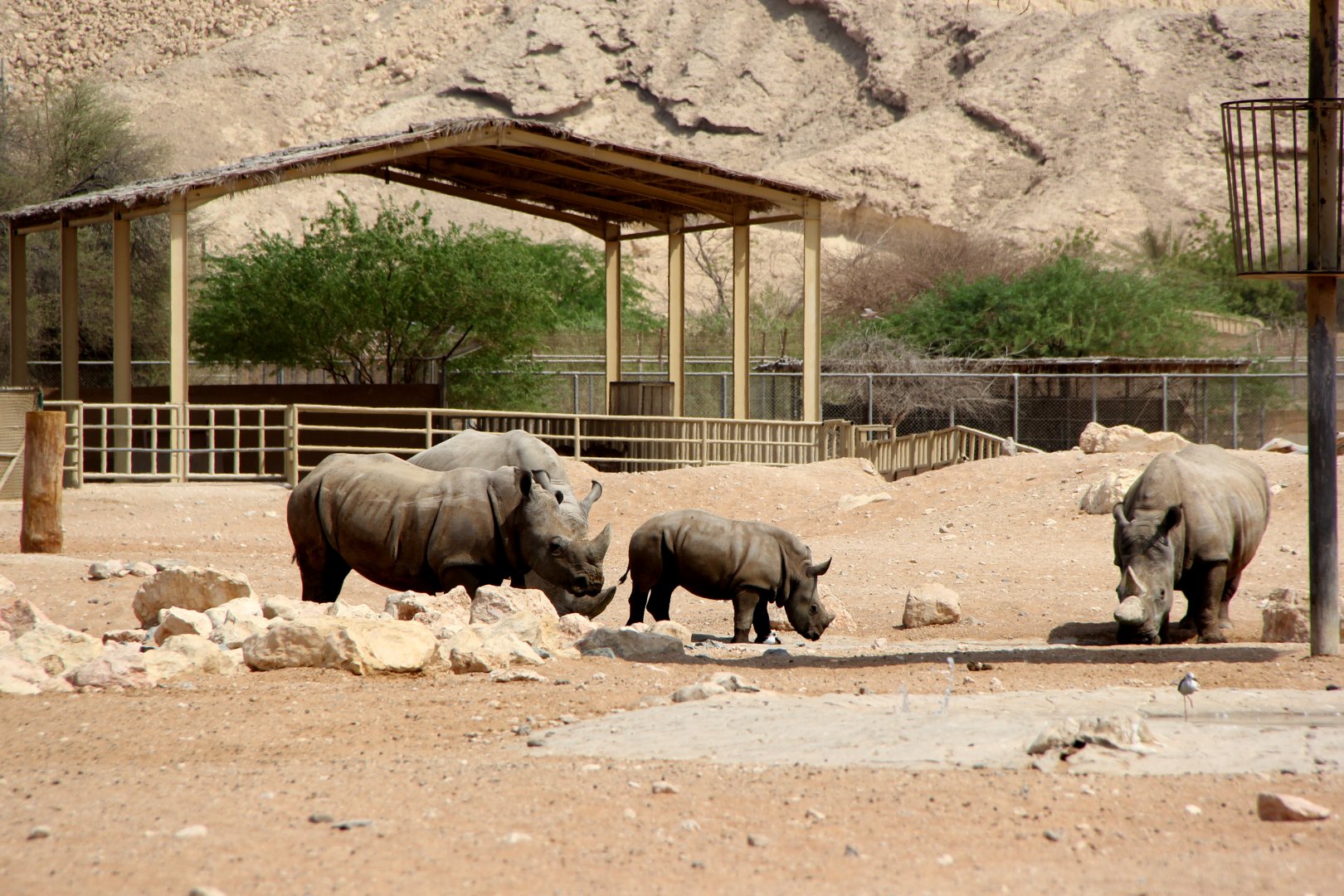 southern white rhinoceros or southern square-lipped rhinoceros (Ceratotherium simum simum)