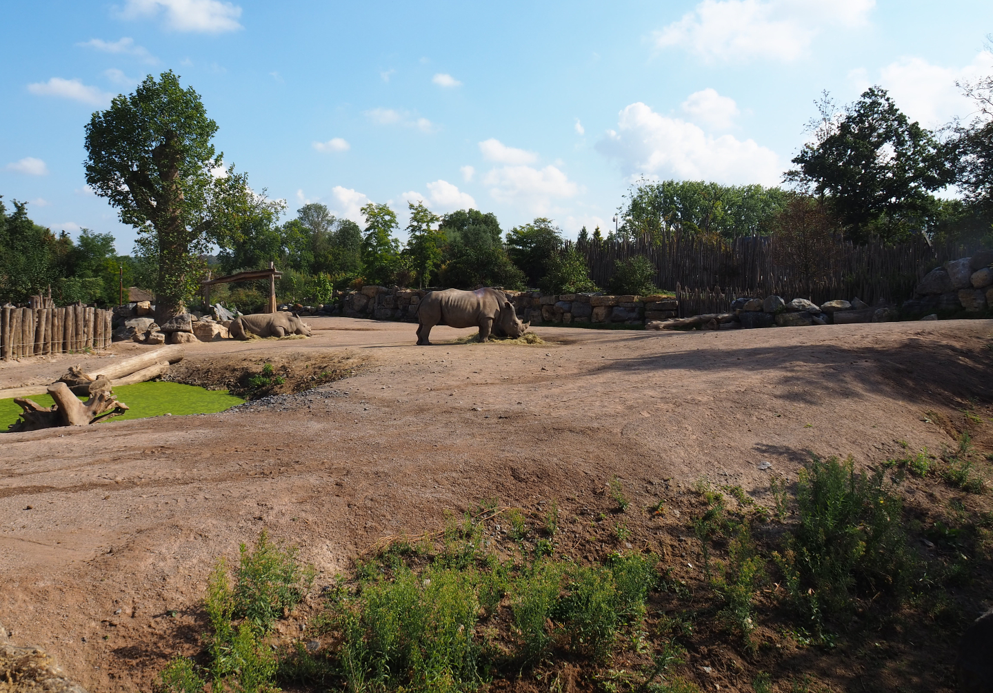 Southern white rhinoceros paddock, 2020-09-02