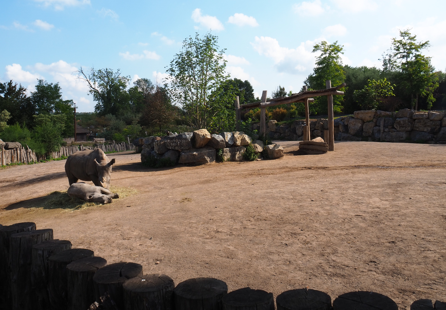 Southern white rhinoceros paddock, 2020-09-02