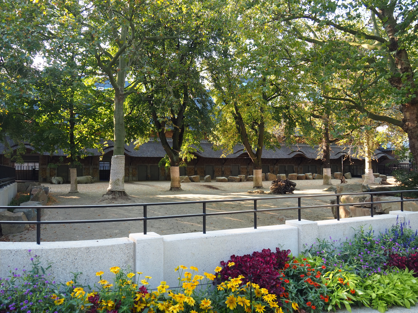 Southern white rhinoceros paddock, 2020-09-20