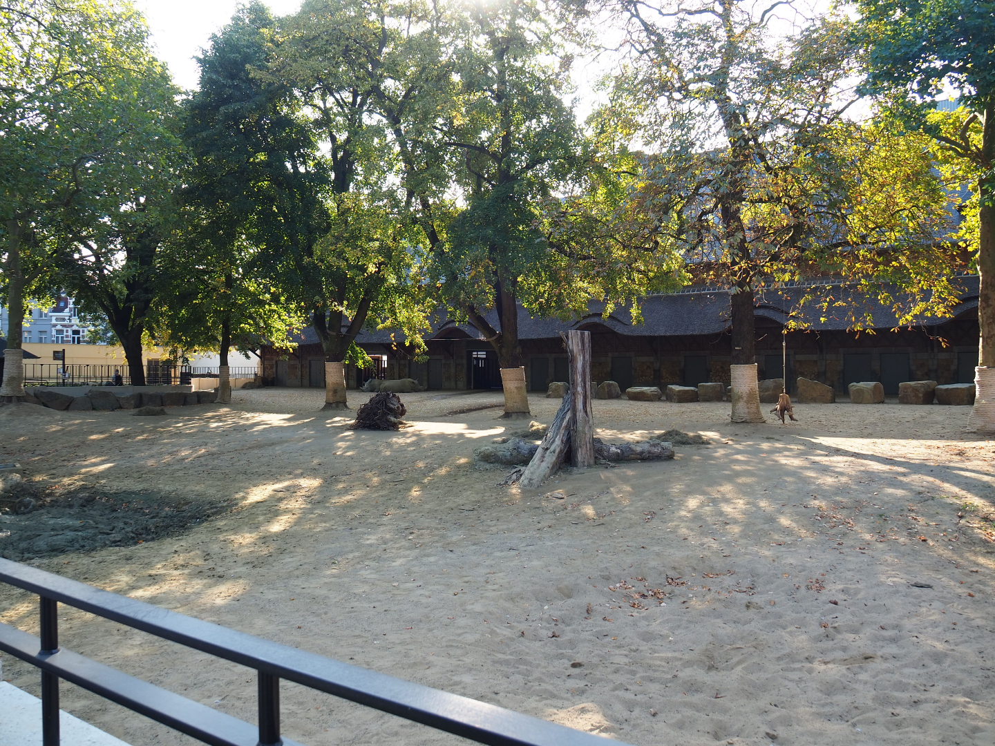 Southern white rhinoceros paddock, 2020-09-20