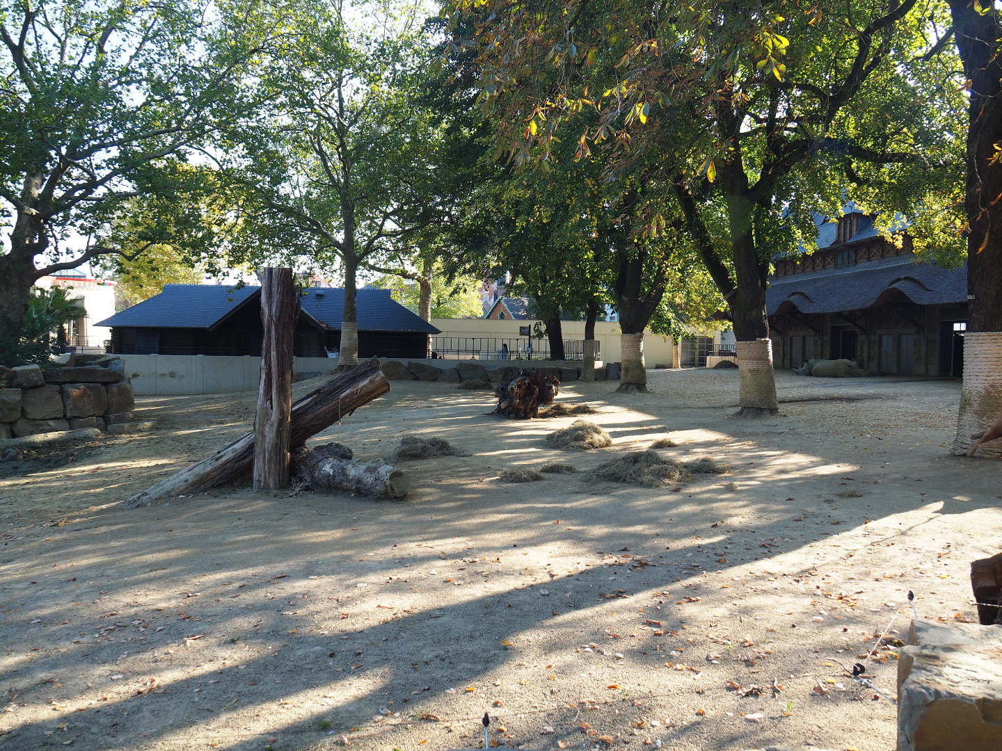 Southern white rhinoceros paddock, 2020-09-20