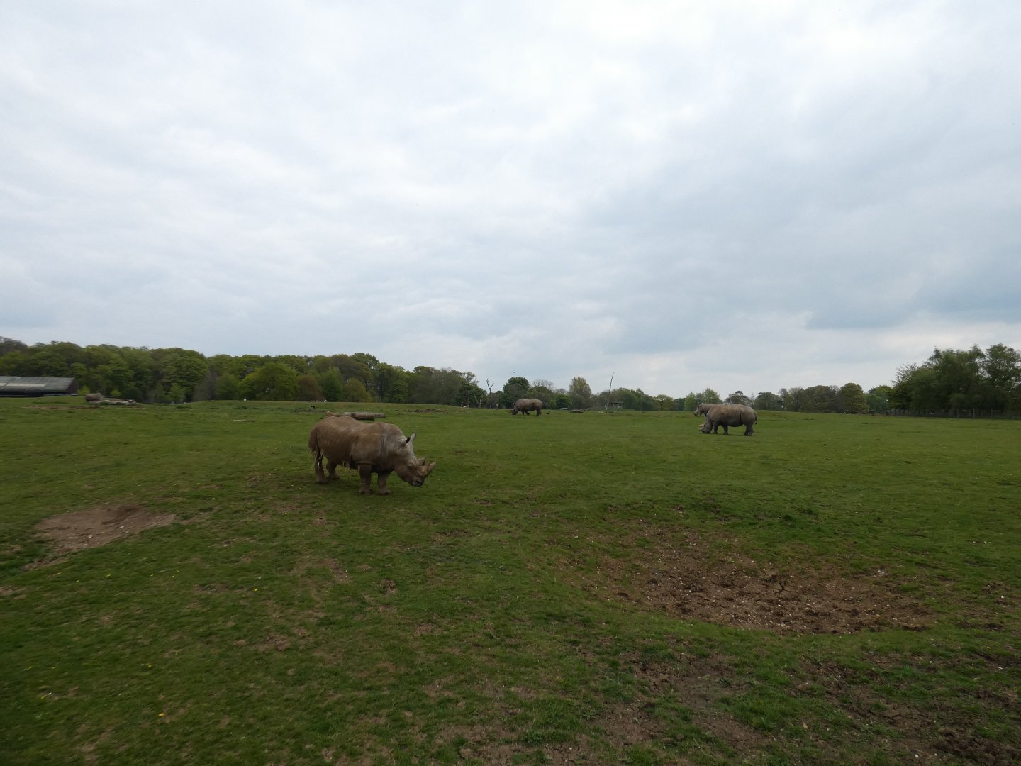 Southern white rhinoceros paddock
