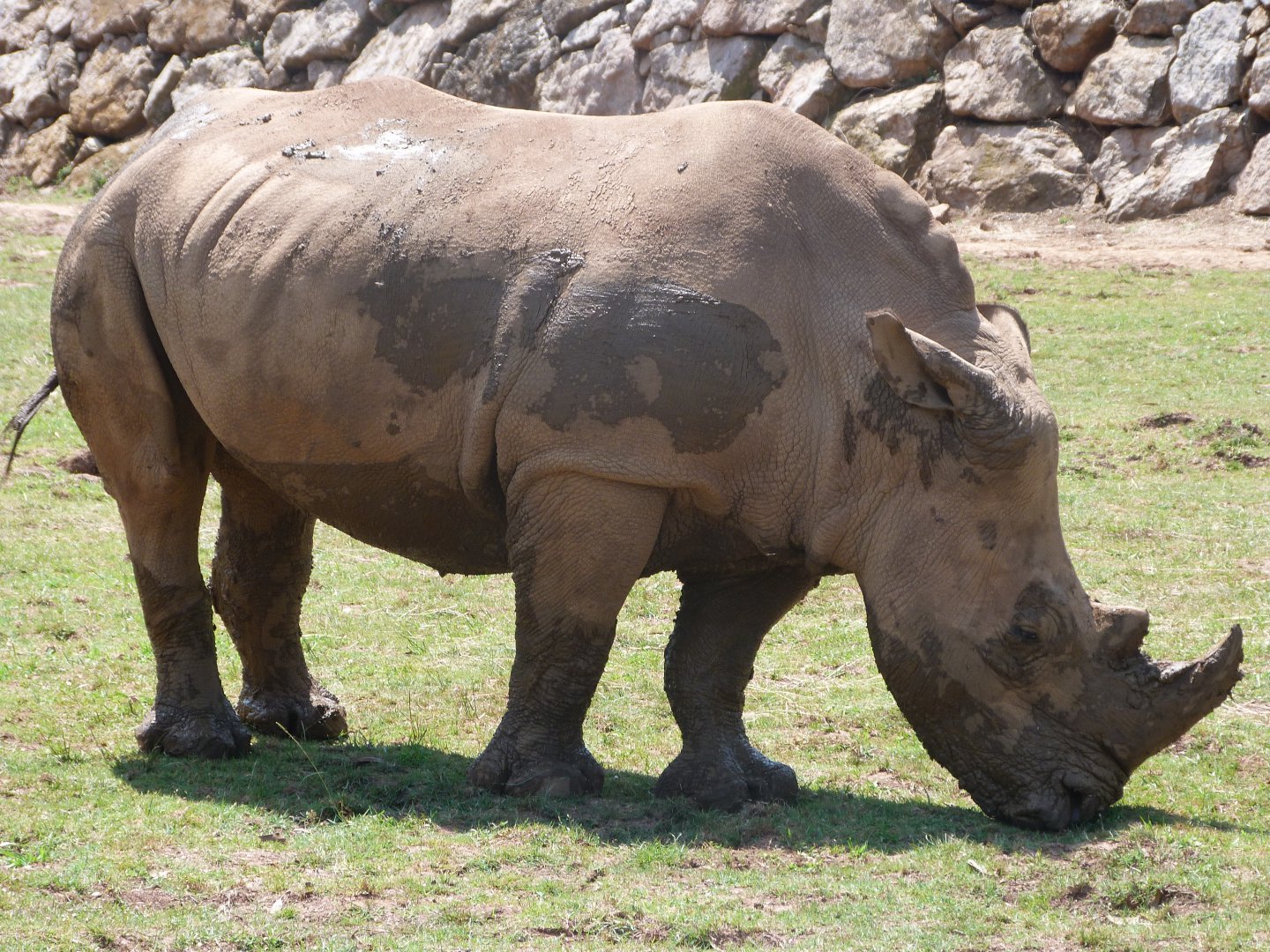 Southern white rhinoceros -Parque de la Naturaleza de Cabárceno (2025)
