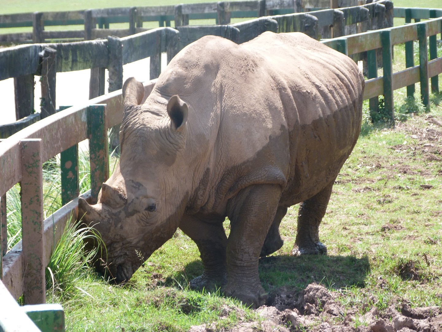 Southern white rhinoceros -Parque de la Naturaleza de Cabárceno (2025)