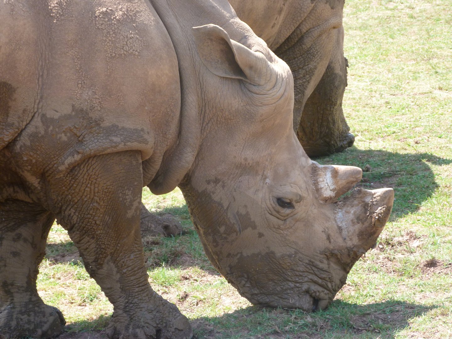 Southern white rhinoceros -Parque de la Naturaleza de Cabárceno (2025)