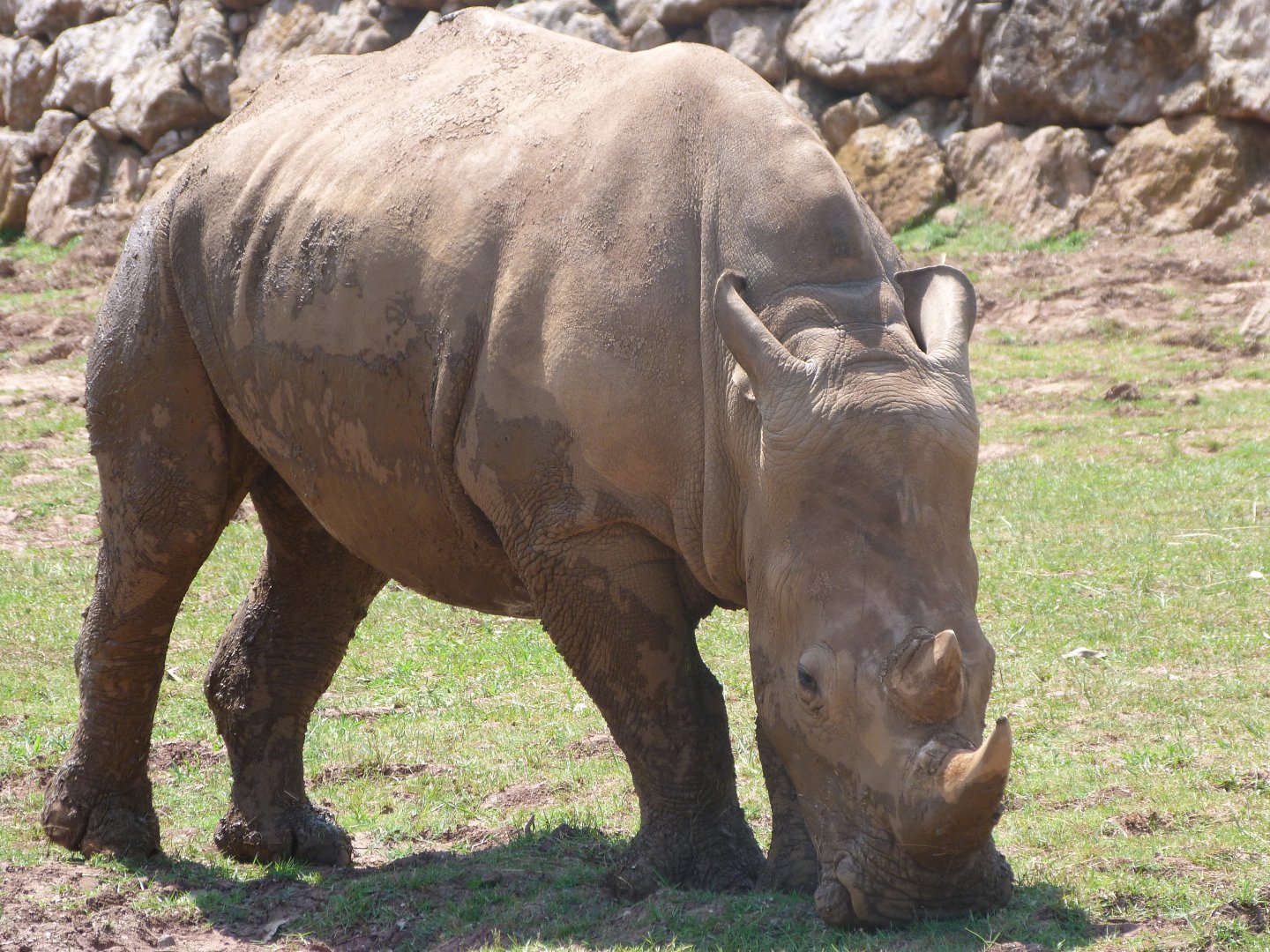 Southern white rhinoceros -Parque de la Naturaleza de Cabárceno (2025)