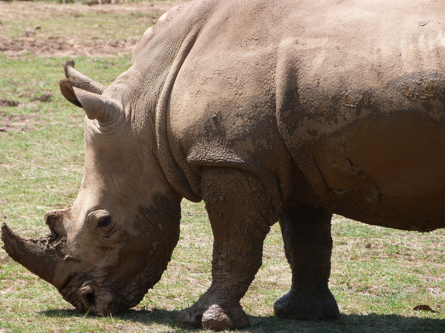 Southern white rhinoceros -Parque de la Naturaleza de Cabárceno (2025)