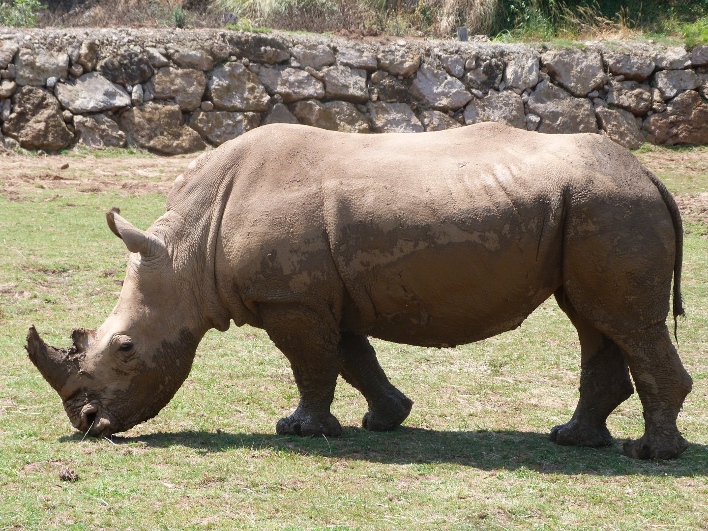 Southern white rhinoceros -Parque de la Naturaleza de Cabárceno (2025)