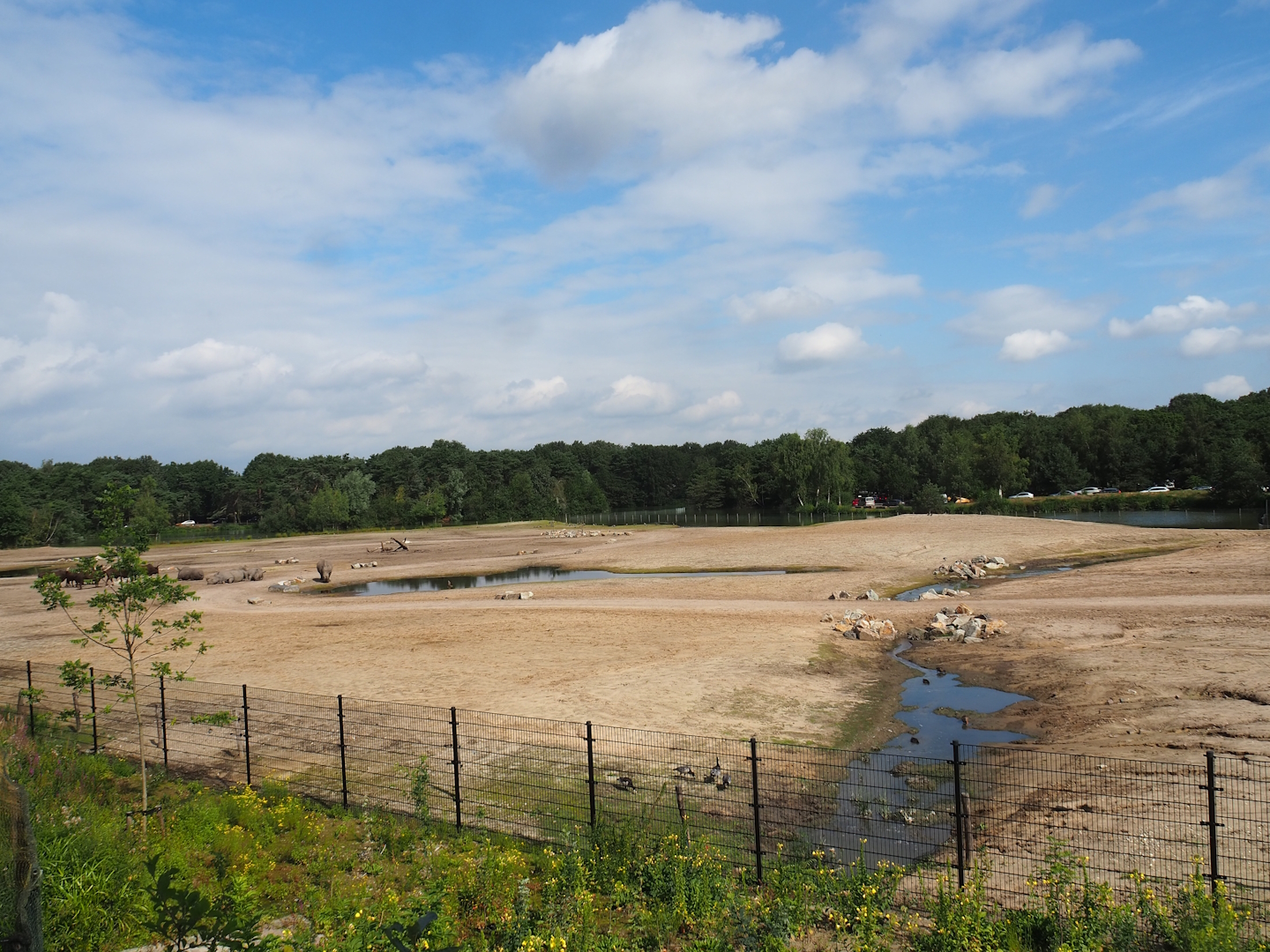 Southern white rhinoceros plains, 2023-08-15