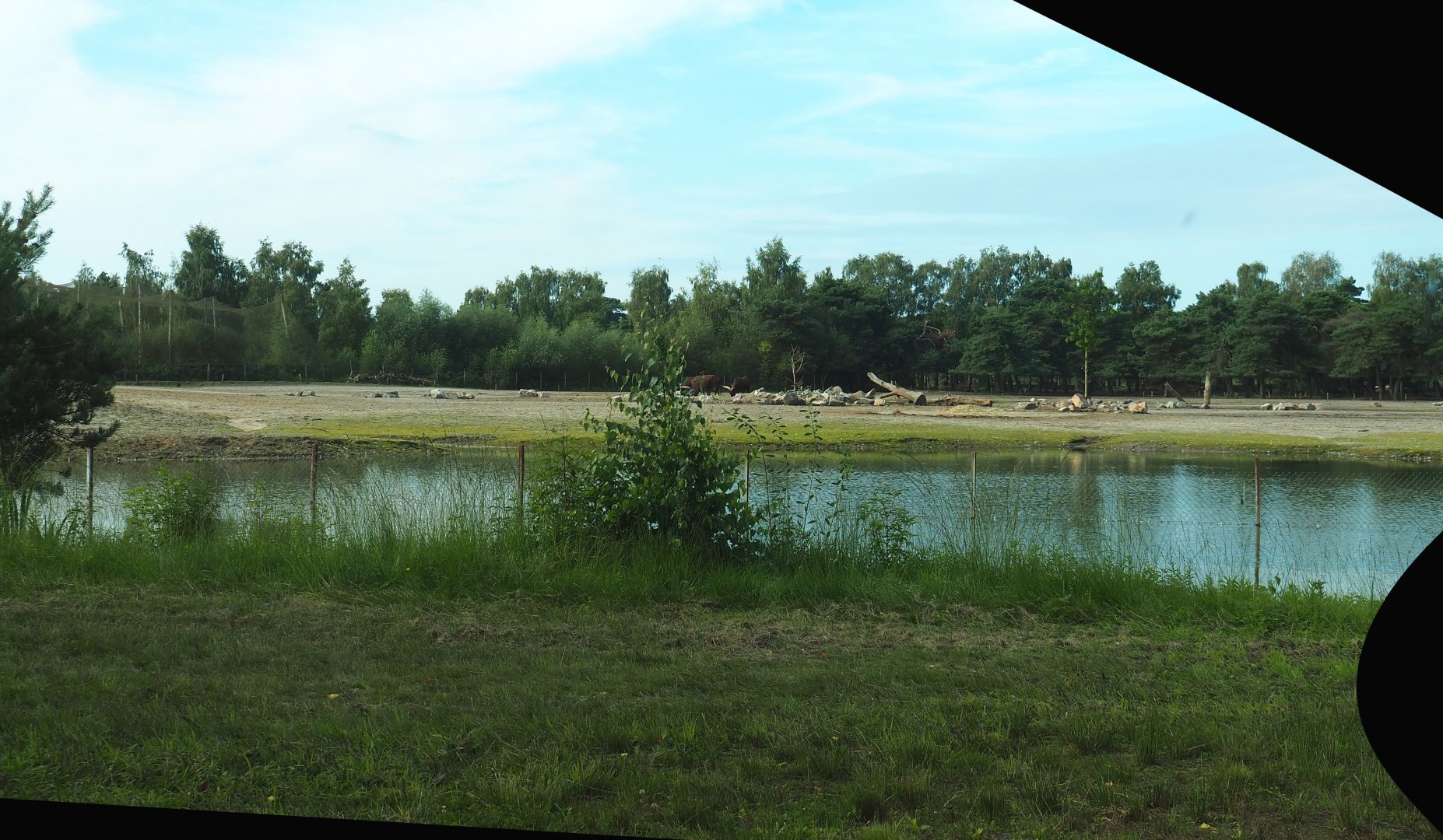 Southern white rhinoceros plains seen from cheetah drive-through exhibit, 2023-08-15