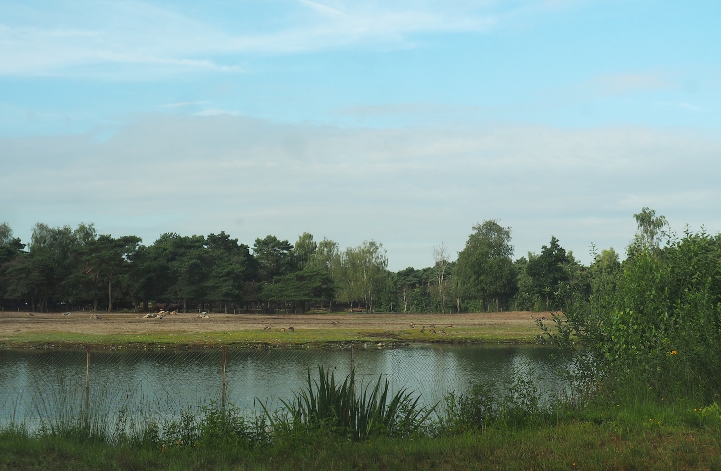 Southern white rhinoceros plains seen from cheetah drive-through exhibit, 2023-08-15