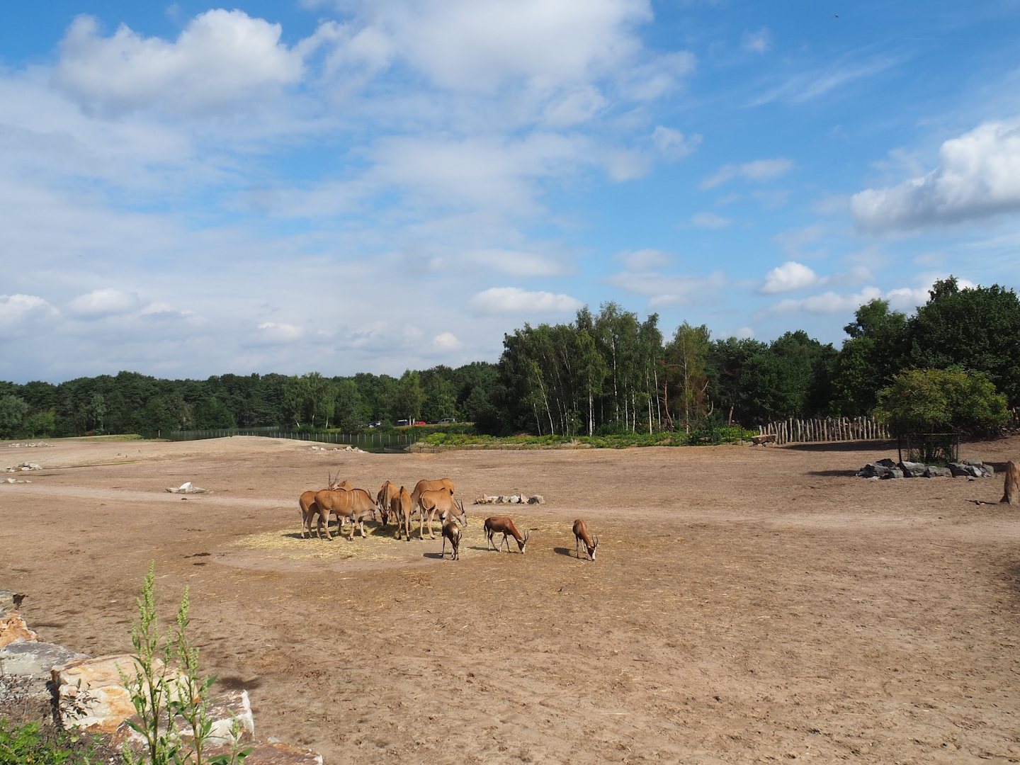 Southern white rhinoceros plains seen from new walkway, 2023-08-15