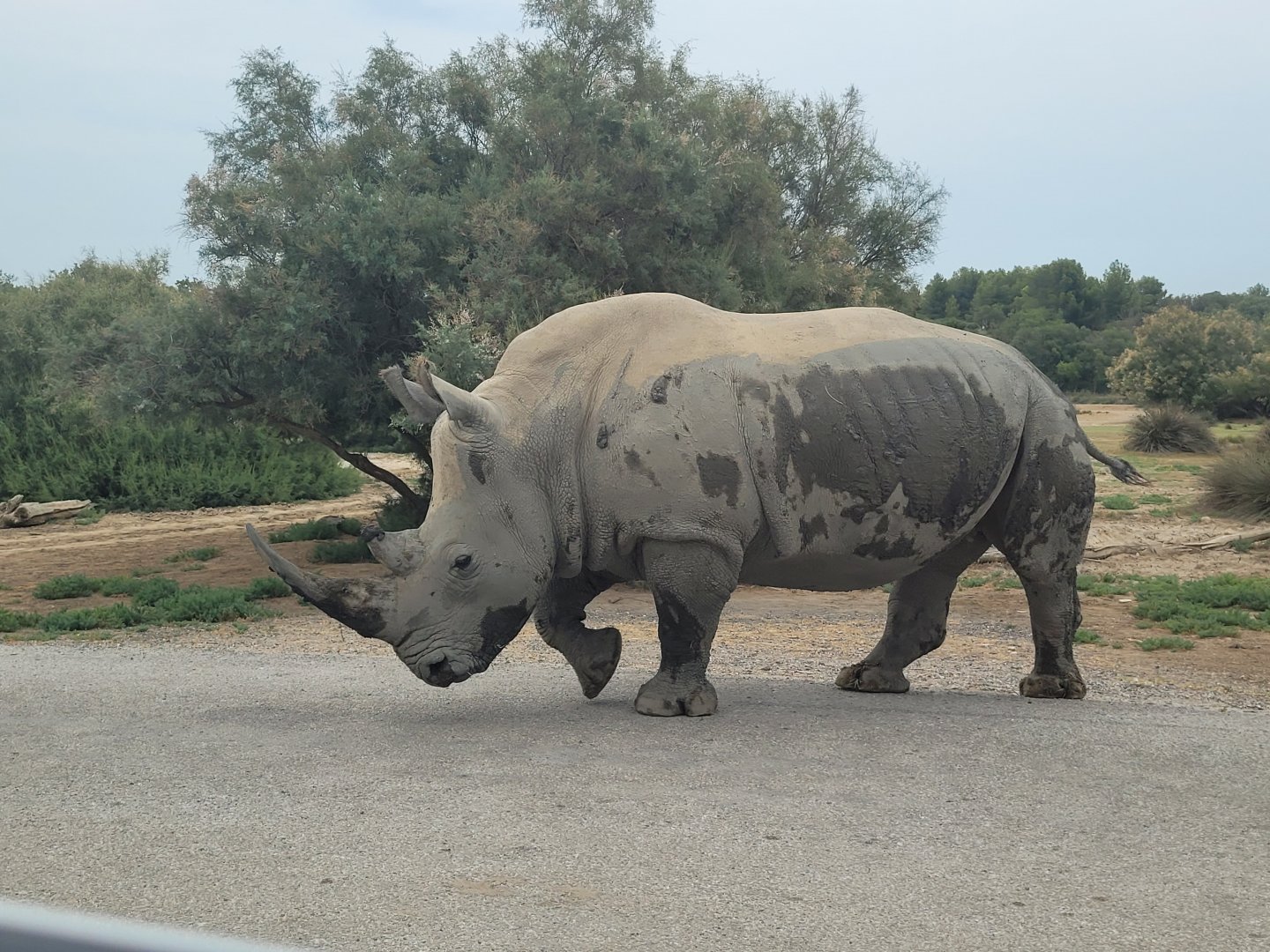 Southern white rhinoceros -Réserve Africaine de Sigean (2022)