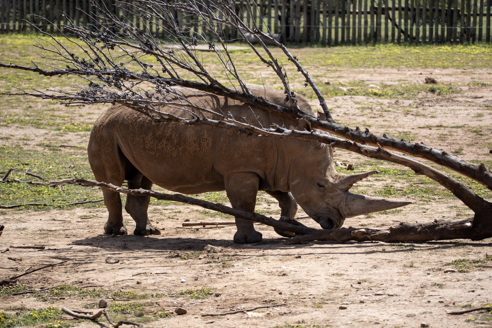 Southern White Rhinoceros 'Satara'