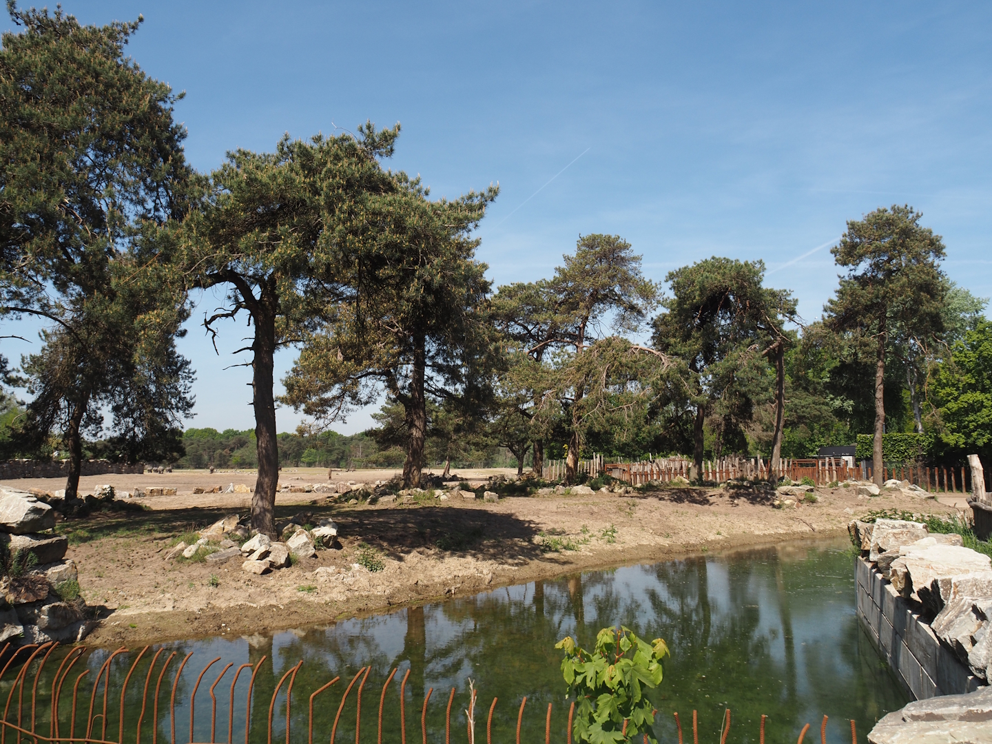 Southern white rhinoceros separation paddock, 2025-04-30