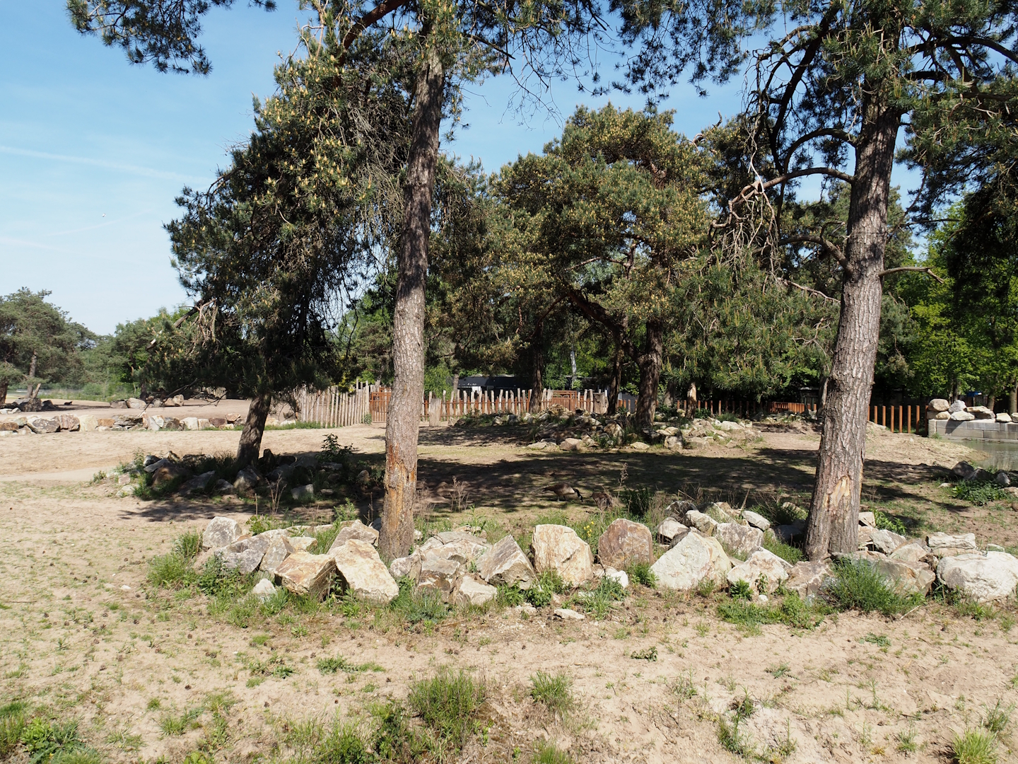 Southern white rhinoceros separation paddock, 2025-04-30