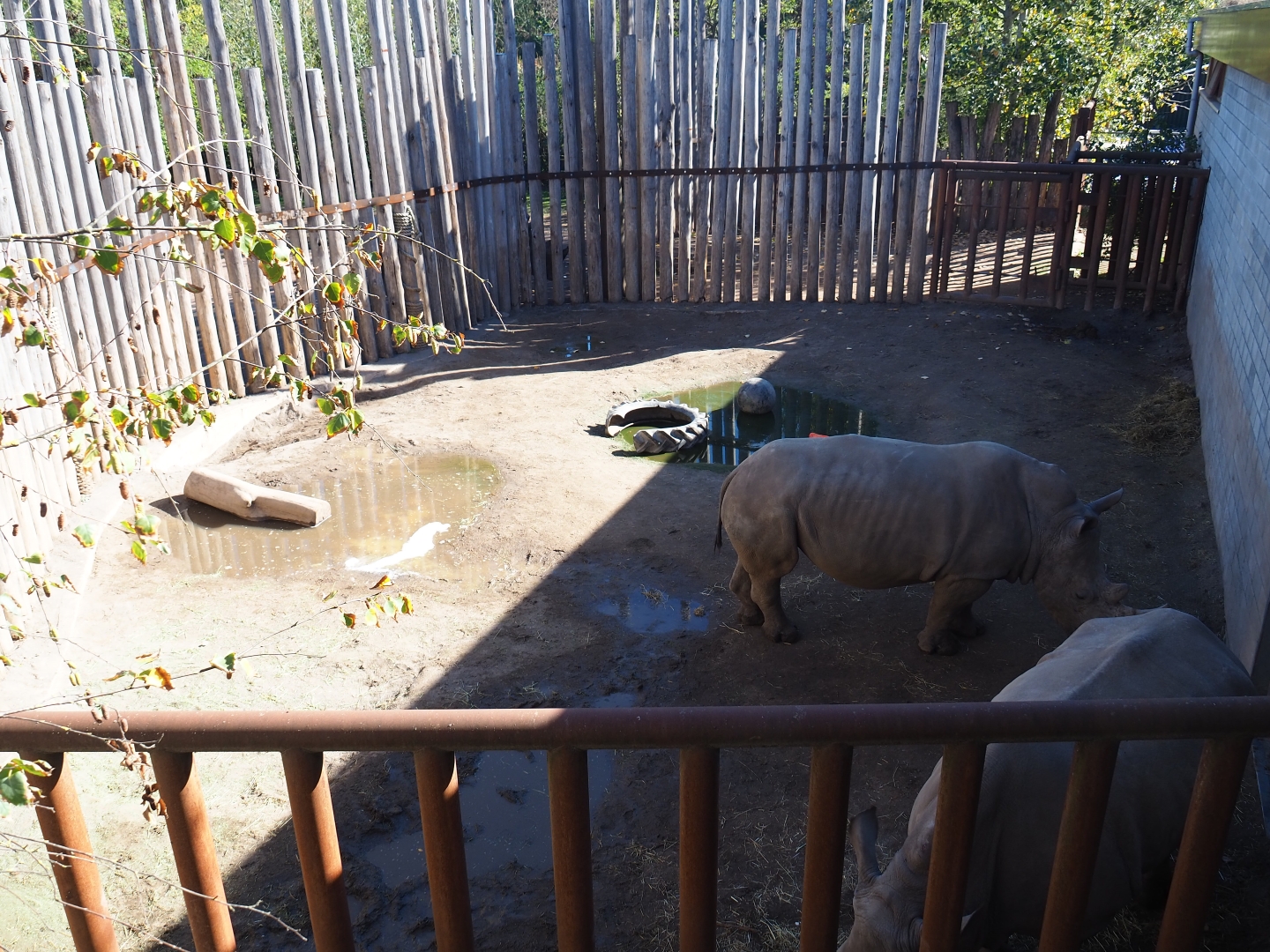 Southern white rhinoceros separation paddock (Oct 13th, 2018)