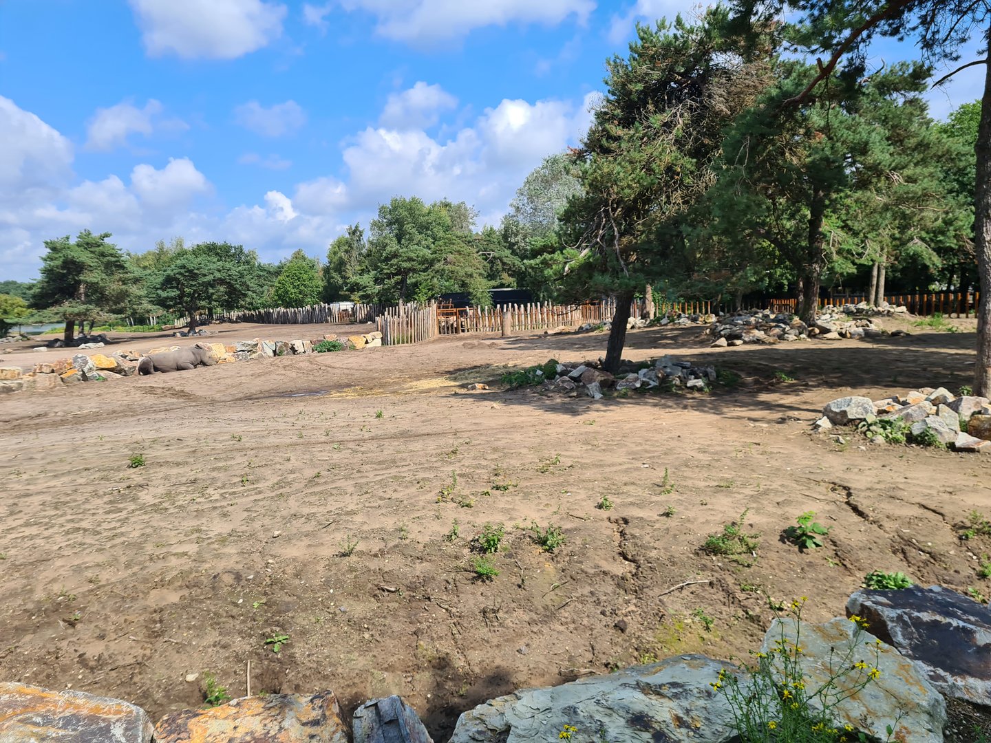 Southern white rhinoceros separation