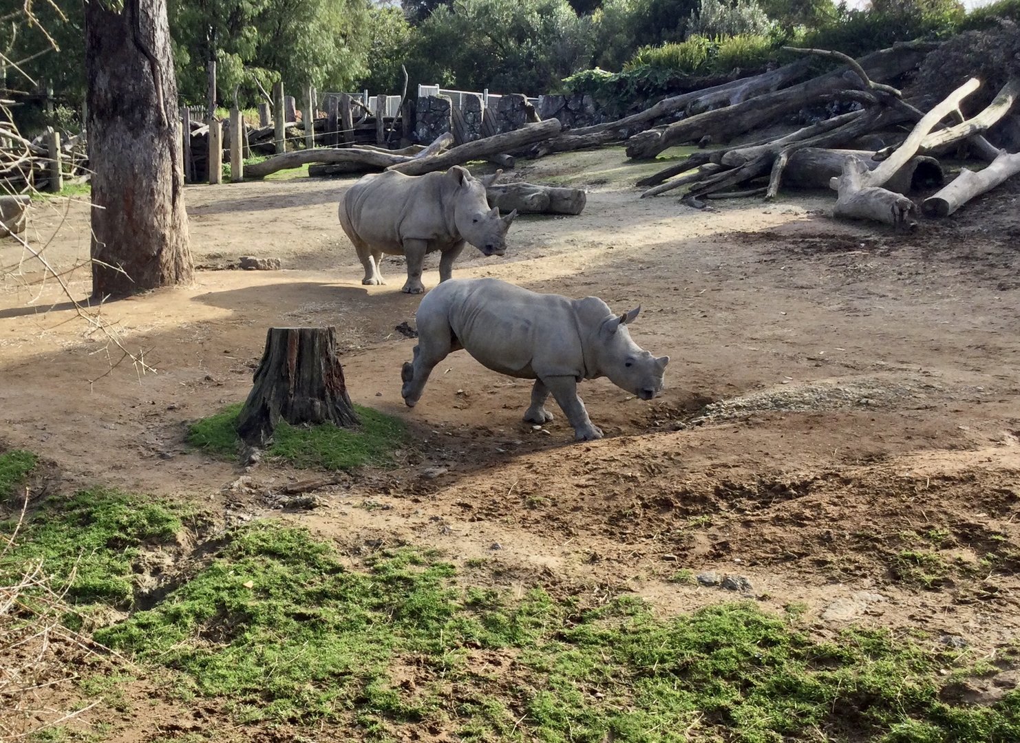 Southern White Rhinoceros - Siblings