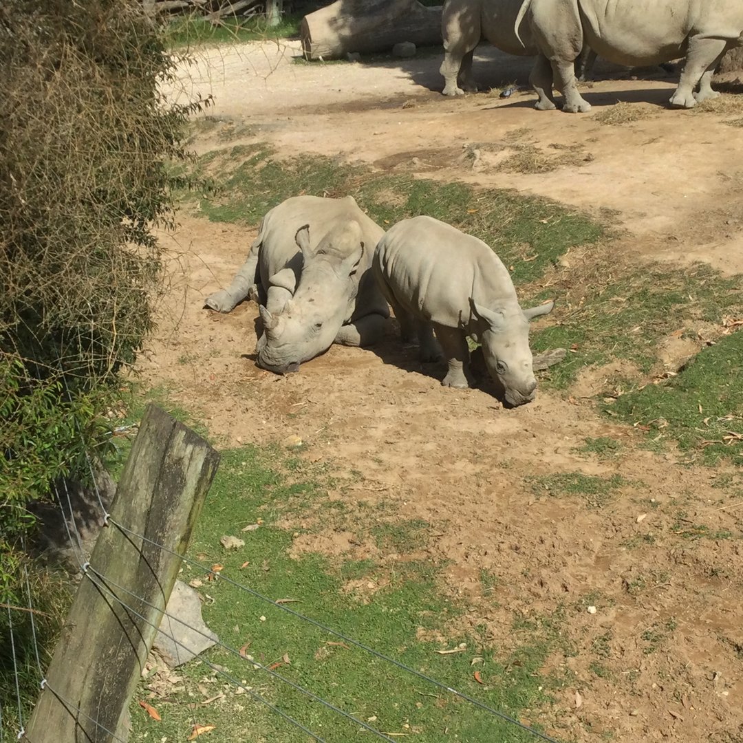Southern White Rhinoceros - Sisters