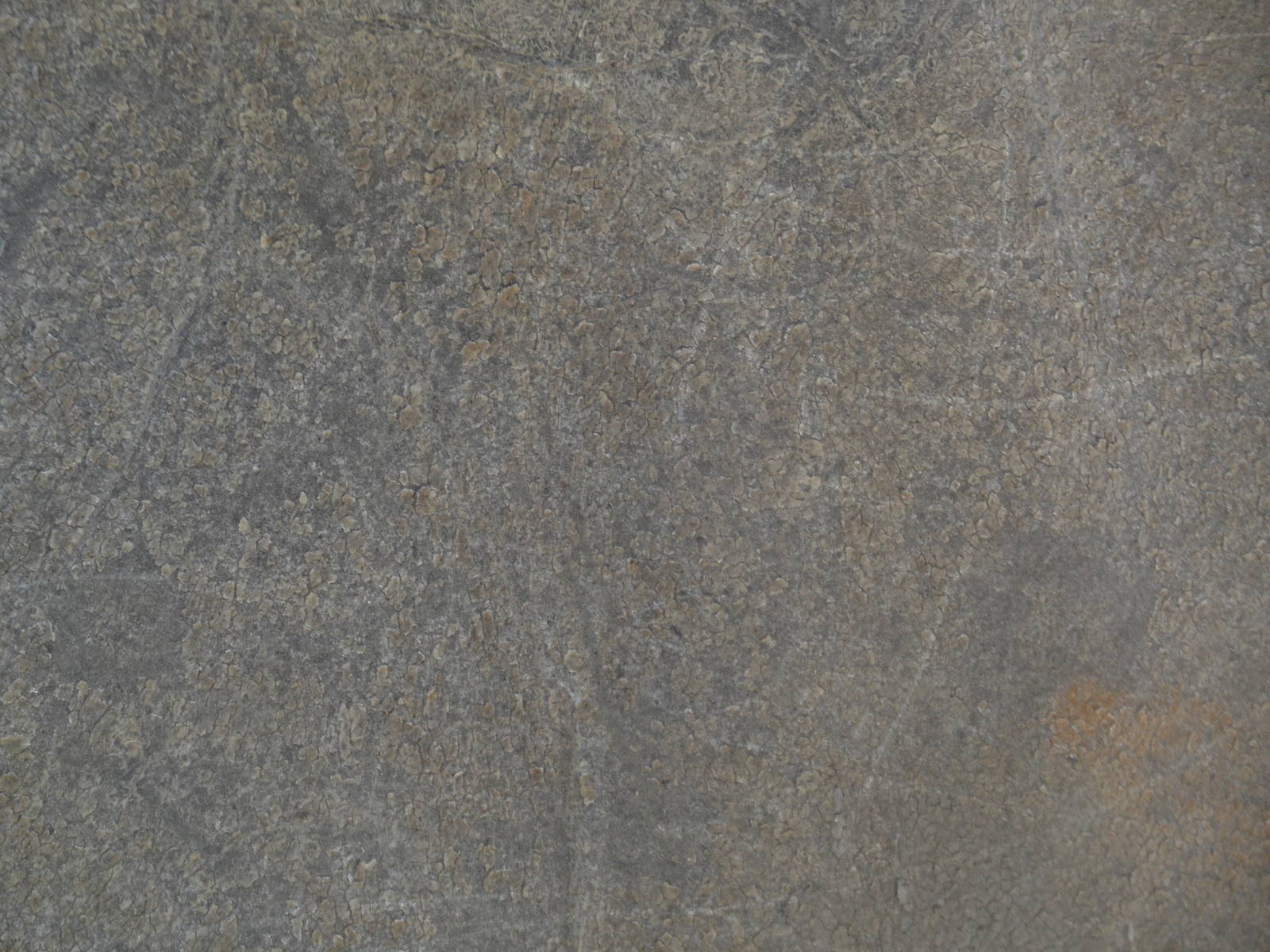 Southern white rhinoceros - skin