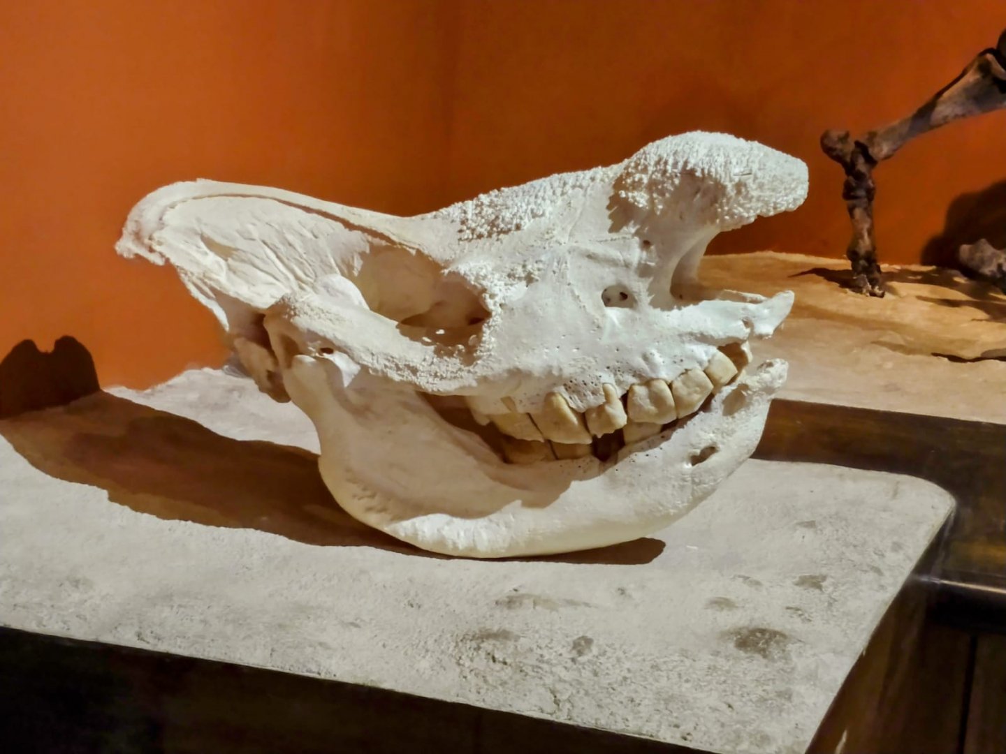 Southern white rhinoceros skull - PUC Minas's Natural Science Museum