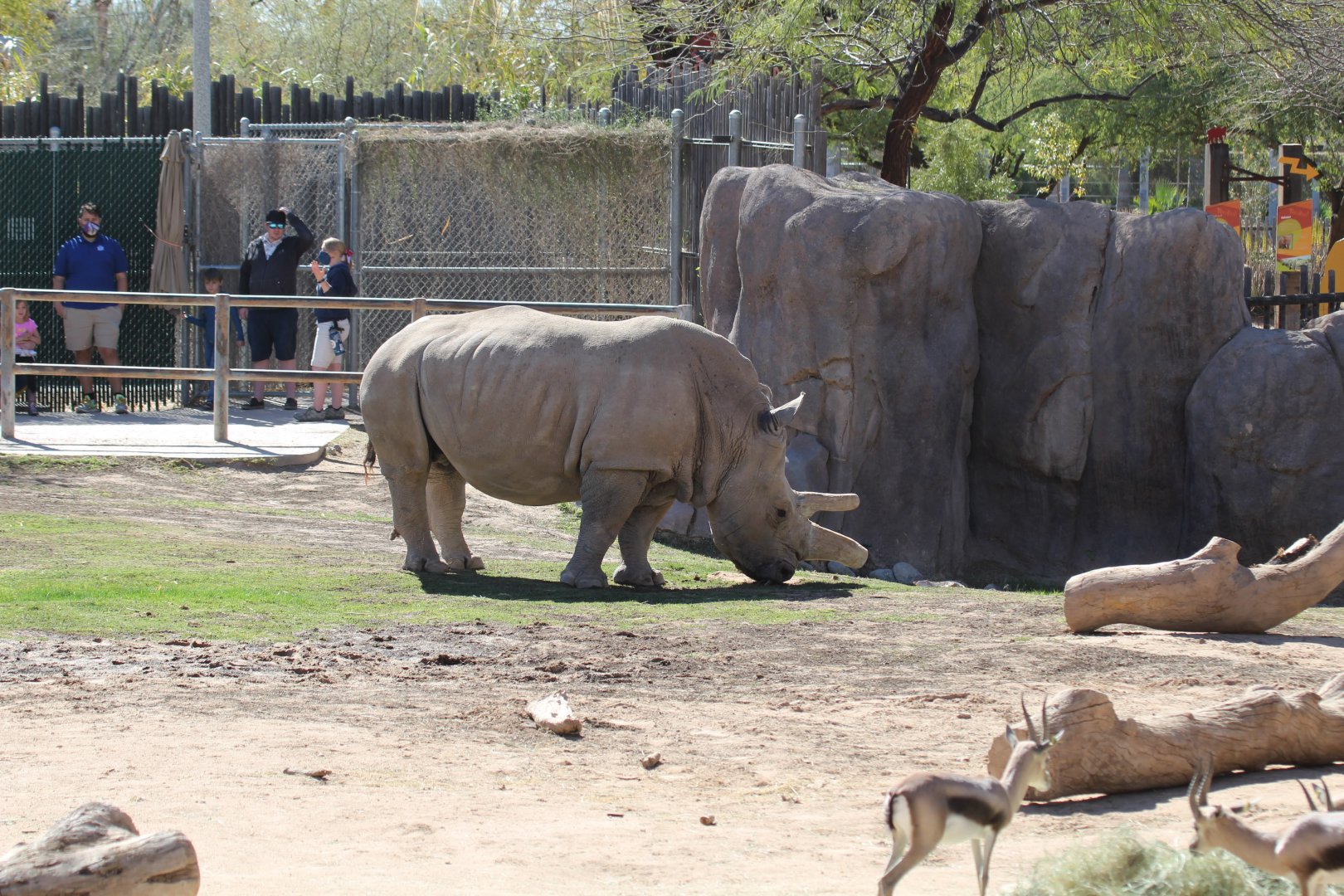Southern White Rhinoceros & Speke's Gazelle