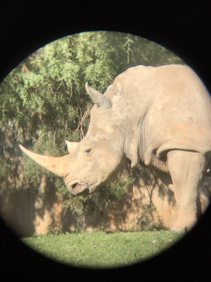 Southern White Rhinoceros Taken through Binocular Lense