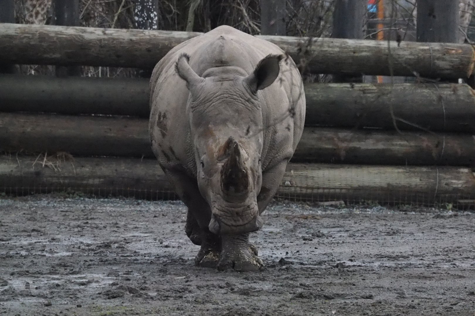 Southern White Rhinoceros (Theo) - 01/15/2022