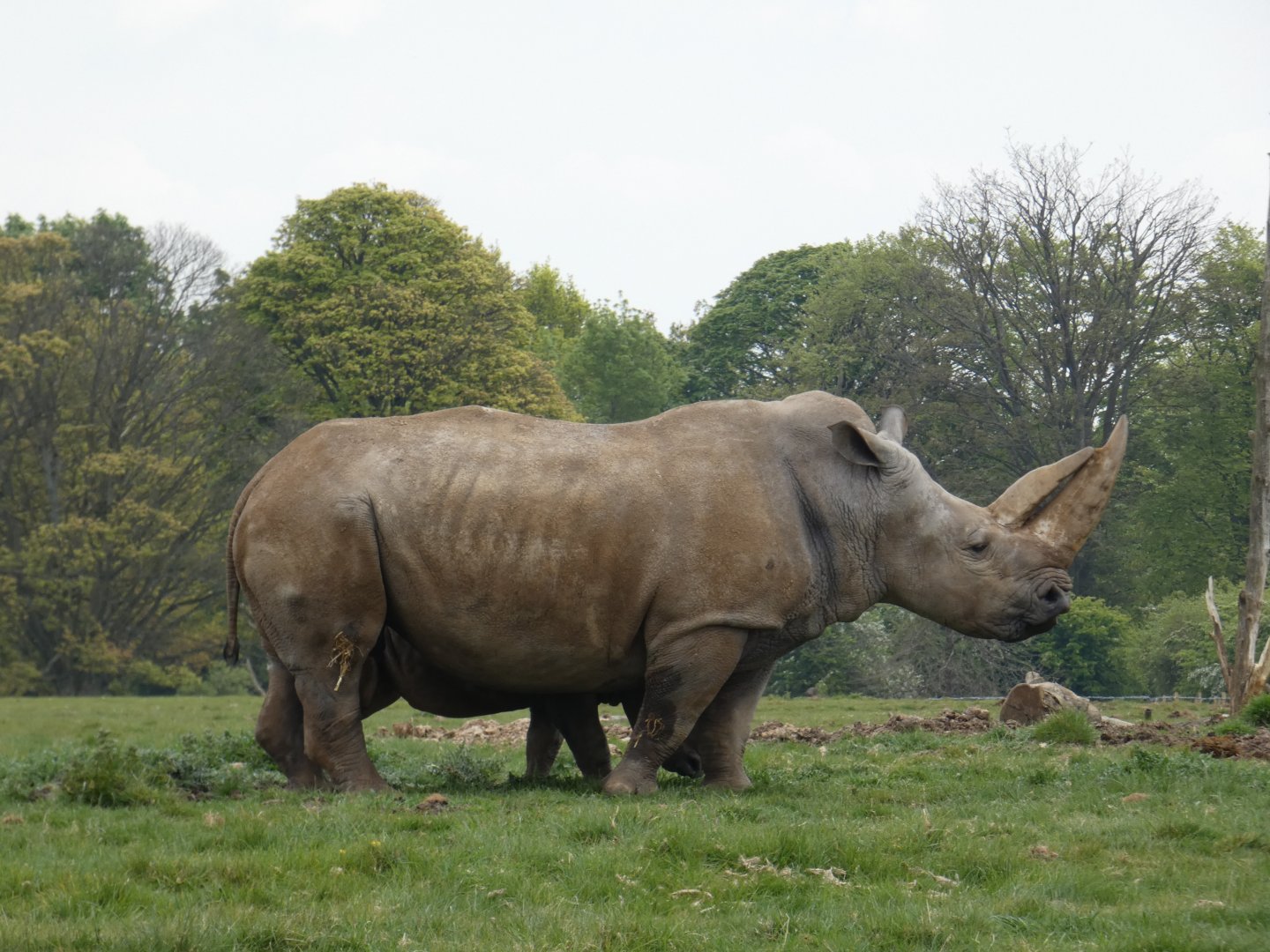 Southern white rhinoceros 'Tuli'