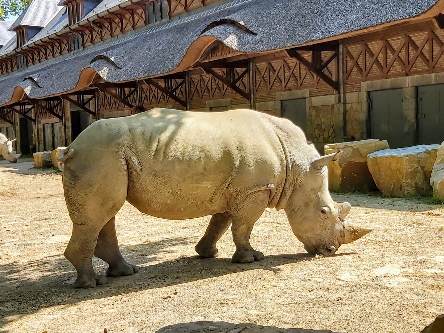 Southern white rhinoceros (updated version)