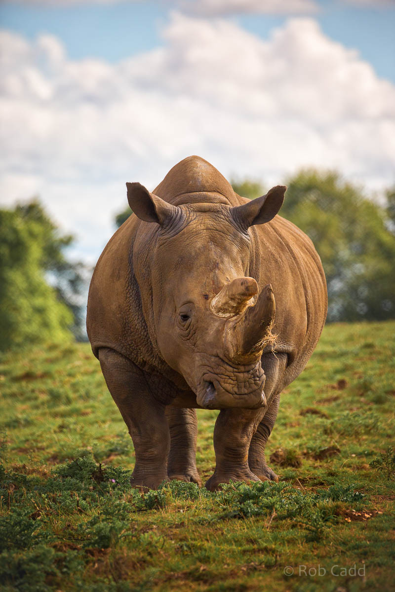 Southern white rhinoceros : Whipsnade : 23 Aug 2015