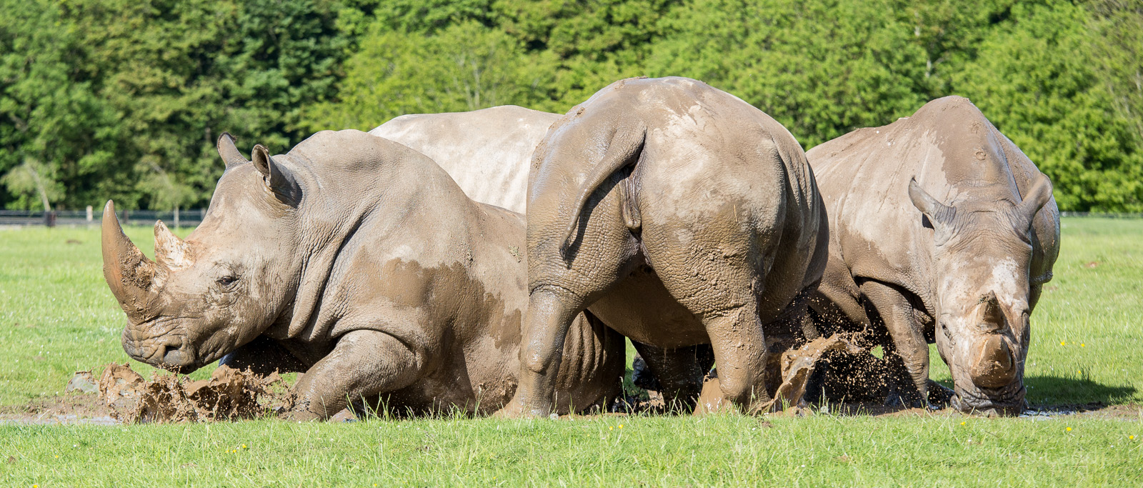 Southern white rhinoceros : Whipsnade : 24 May 2014