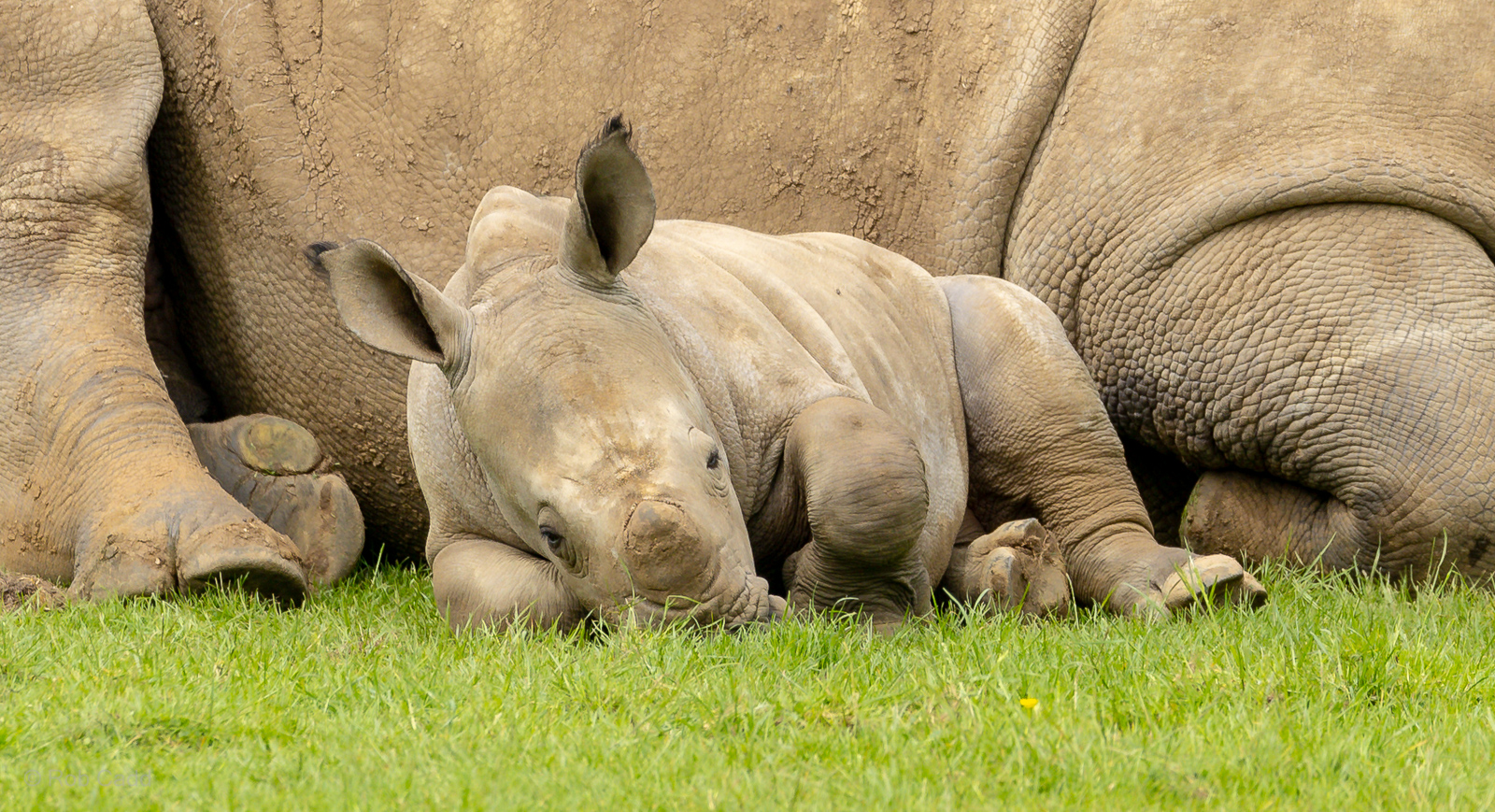 Southern white rhinoceros : Whipsnade : 24 May 2024