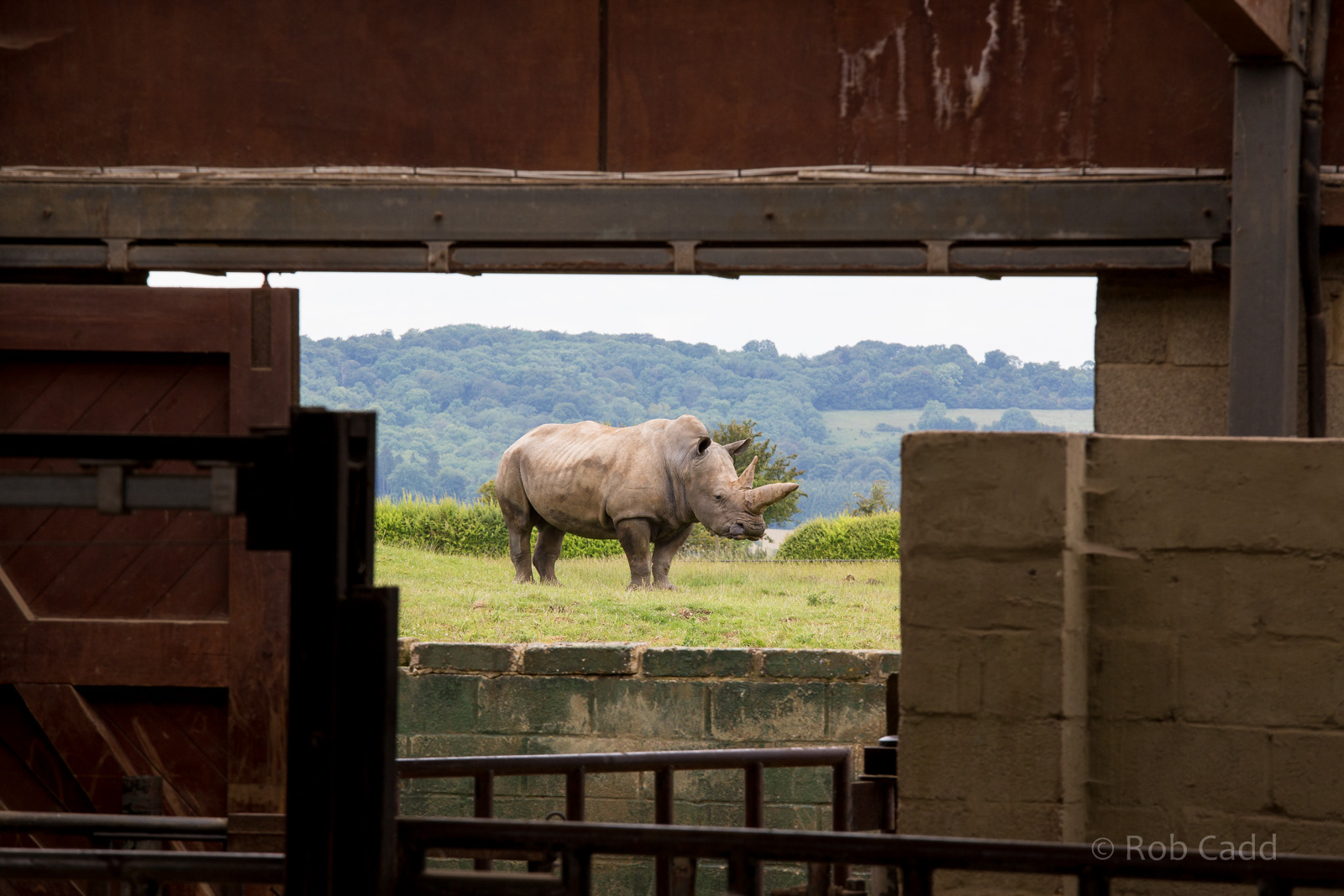 Southern white rhinoceros : Whipsnade : 29 Jun 2014