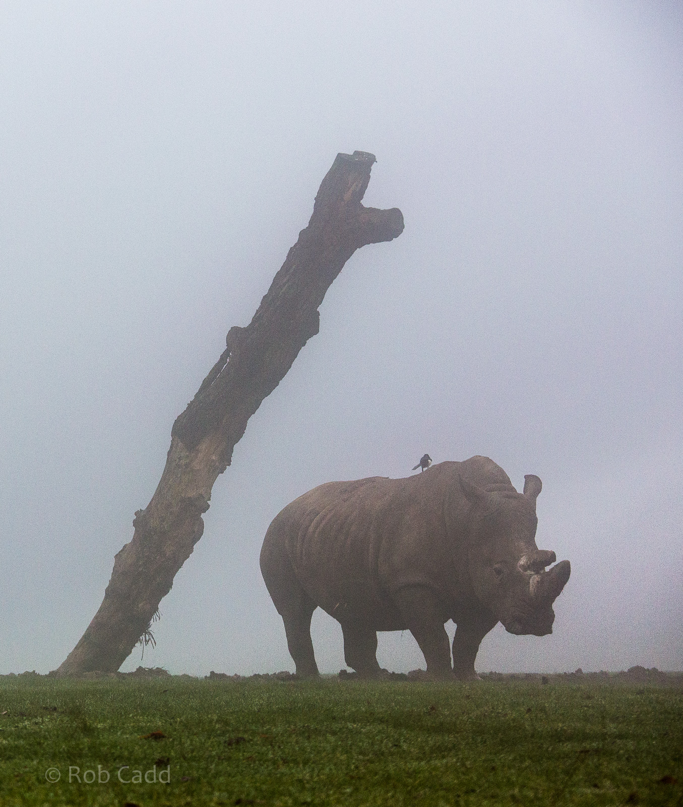 Southern white rhinoceros : Whipsnade : 30 Nov 2014